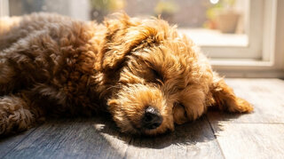 Zehnder_CSY_Overheating_Family_Dog Perro durmiendo en casa fresca