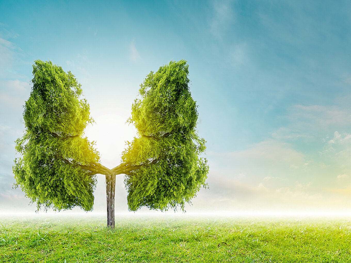 Zehnder_CAS_IMG_Tree_and_lungs